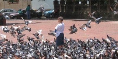 Bandadas de palomas domésticas se controlan limitando  alimentación