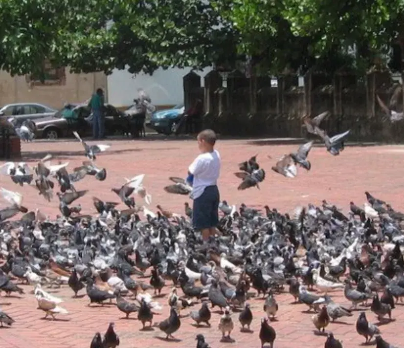 Bandadas de palomas domésticas se controlan limitando  alimentación