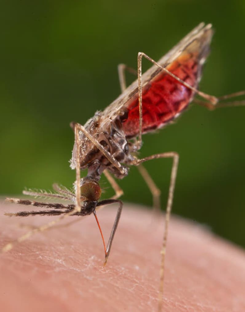 San Juan, zona más afectada con malaria