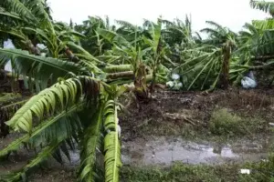 Pérdidas en agricultura superan los 100 millones de dólares en Puerto Rico