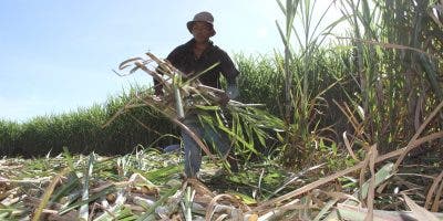 EEUU condena condiciones de trabajo de la industria azucarera en RD