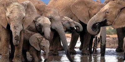 Elefantes salvajes de China vuelven a su “hogar” tras 1.400 kilómetros