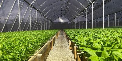 La hidroponía,  sistema  que gana terreno por facilidad de cultivar