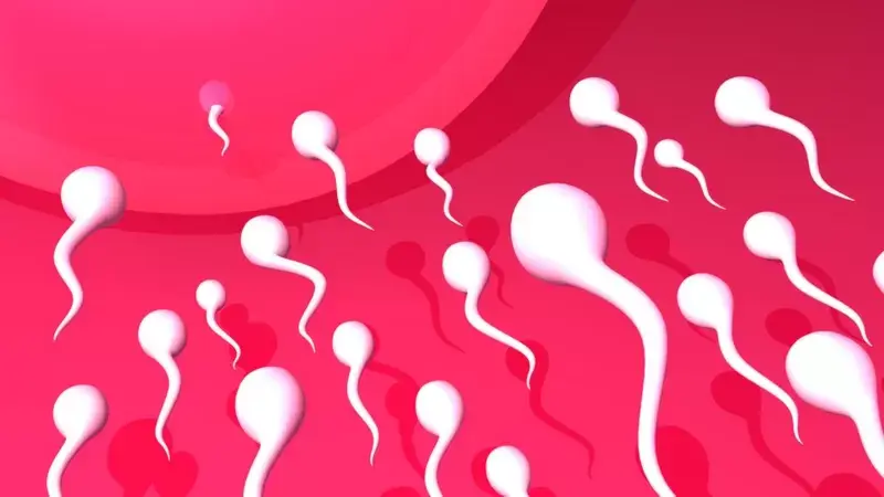 Los espermatozoides no nadan frenéticamente hacia el óvulo