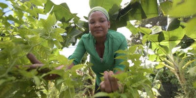 La mujer rural y su rol protagónico en la erradicación del hambre