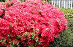 Las azaleas en el jardín