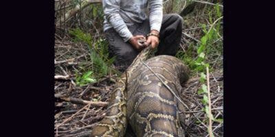 Encuentran el cadáver de una mujer en el estómago de una pitón en Indonesia