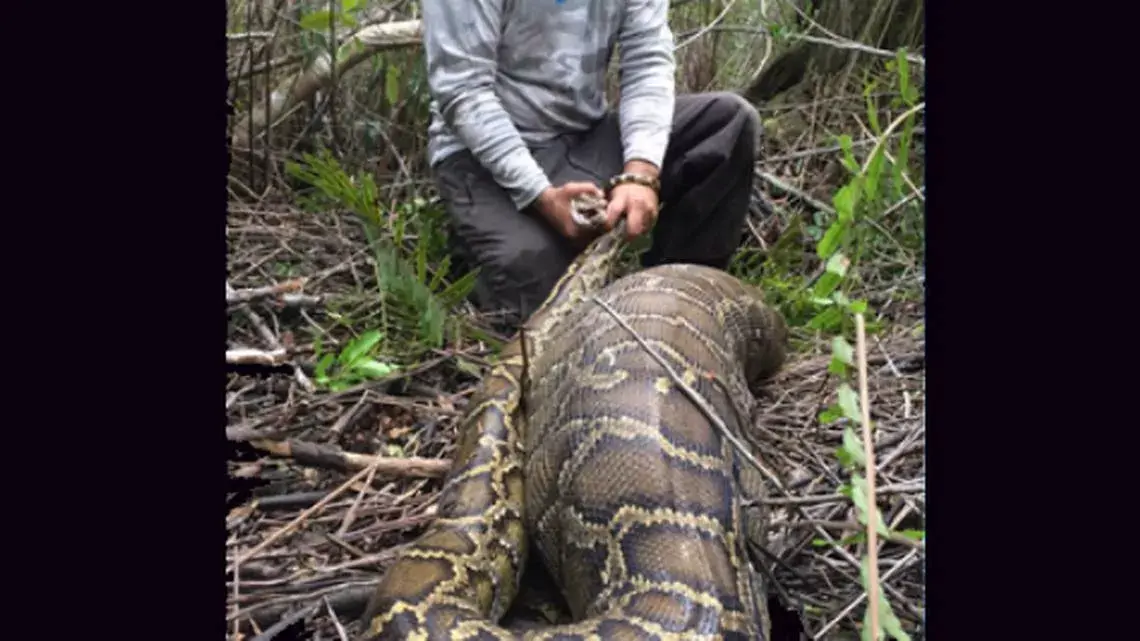 Encuentran el cadáver de una mujer en el estómago de una pitón en Indonesia