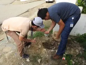 Medio Ambiente no detectó presencia de araña en residencias de afectados por picadura en Valverde