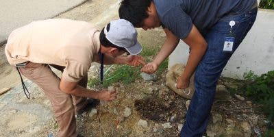 Medio Ambiente no detectó presencia de araña en residencias de afectados por picadura en Valverde