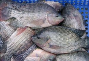 Buscan certificar exportación de tilapia