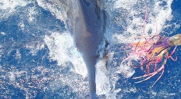 Pescadores de cuatro países hoy en torneo al Marlin Azul