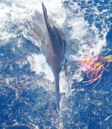 Pescadores de cuatro países hoy en torneo al Marlin Azul