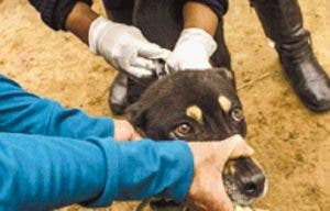 Salud llama a vacunar perros y gatos contra rabia