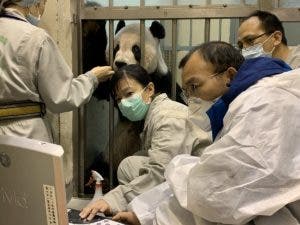 Tuan Tuan, el oso panda que ha acercado a China y Taiwán Lorena Cantó