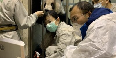Tuan Tuan, el oso panda que ha acercado a China y Taiwán Lorena Cantó
