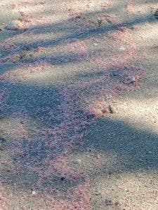 Medio Ambiente investiga muerte masiva de alevines de camarones en Monte Cristi