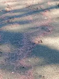 Medio Ambiente investiga muerte masiva de alevines de camarones en Monte Cristi