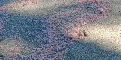 Medio Ambiente investiga muerte masiva de alevines de camarones en Monte Cristi