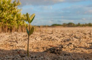 COP27 exhibe el conflicto entre agricultura, cambio climático y alimentación