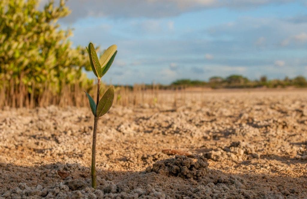 COP27 exhibe el conflicto entre agricultura, cambio climático y alimentación