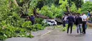 Fallece hombre tras árbol caerle encima