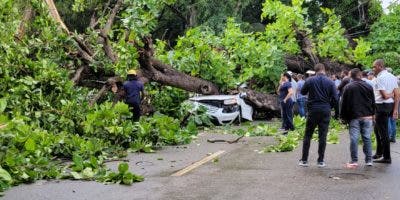 Fallece hombre tras árbol caerle encima