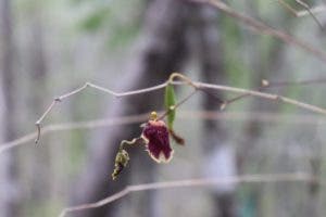 Medio Ambiente reintroduce orquídea «Cacatica», especie en peligro de extinción