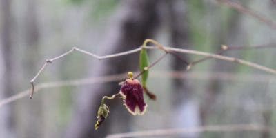 Medio Ambiente reintroduce orquídea «Cacatica», especie en peligro de extinción
