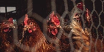 OMS: Gripe aviar se está adaptando a mamíferos