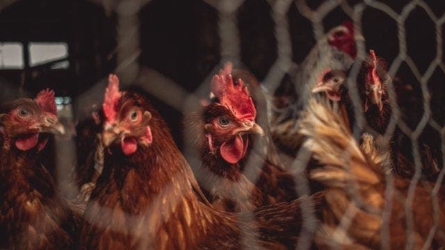 Francia: decretan confinamiento de aves por aumento de la gripe aviar