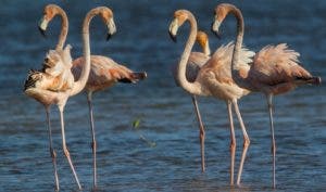 Flamencos del Caribe, de vuelta a su hábitat