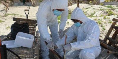 Perú declara alerta sanitaria por presencia de influenza aviar en pelícanos