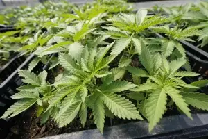 NY tendrá dispensario de marihuana legal antes de Año Nuevo