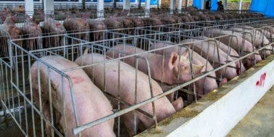 La lucha por mantener industria porcina sigue activa desde los campos