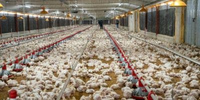 Avicultores logran récord de producción para enero de 2023 con 19.6 millones de pollos