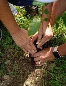 Ambiente planta más 120 mil árboles costas