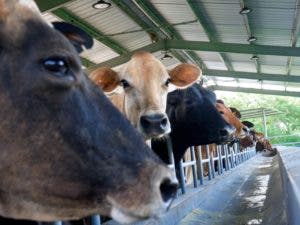 Ganadería de leche genera RD$18,000 millones