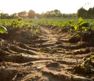 El suelo, base de los alimentos a preservar para garantizar la vida