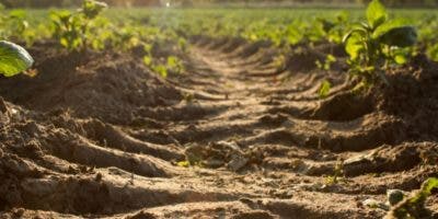 El suelo, base de los alimentos a preservar para garantizar la vida