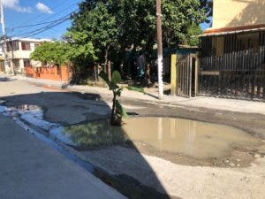 Siembran plátanos en calles de San Cristóbal en reclamo de su reparación