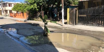 Siembran plátanos en calles de San Cristóbal en reclamo de su reparación