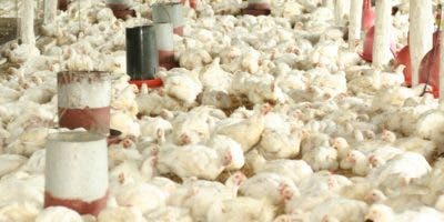 Prohibición importación de piezas pollo desde EE.UU presiona mercado
