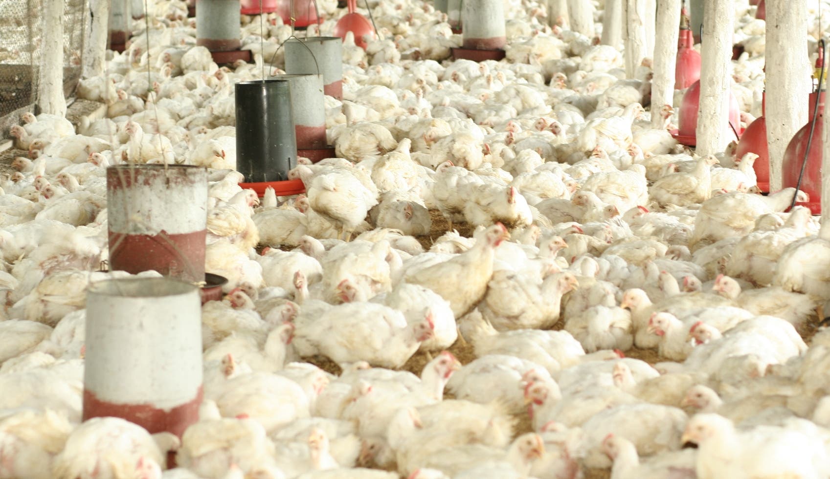 Prohibición importación de piezas pollo desde EE.UU presiona mercado