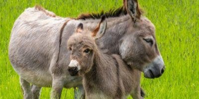 Cómo los burros cambiaron el curso de la historia de la humanidad