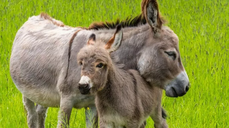 Cómo los burros cambiaron el curso de la historia de la humanidad