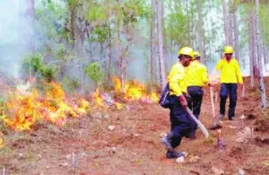 El 90 % incendios forestales los provoca la gente