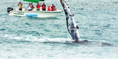 Colas y aletas revelan retorno ballenas a RD