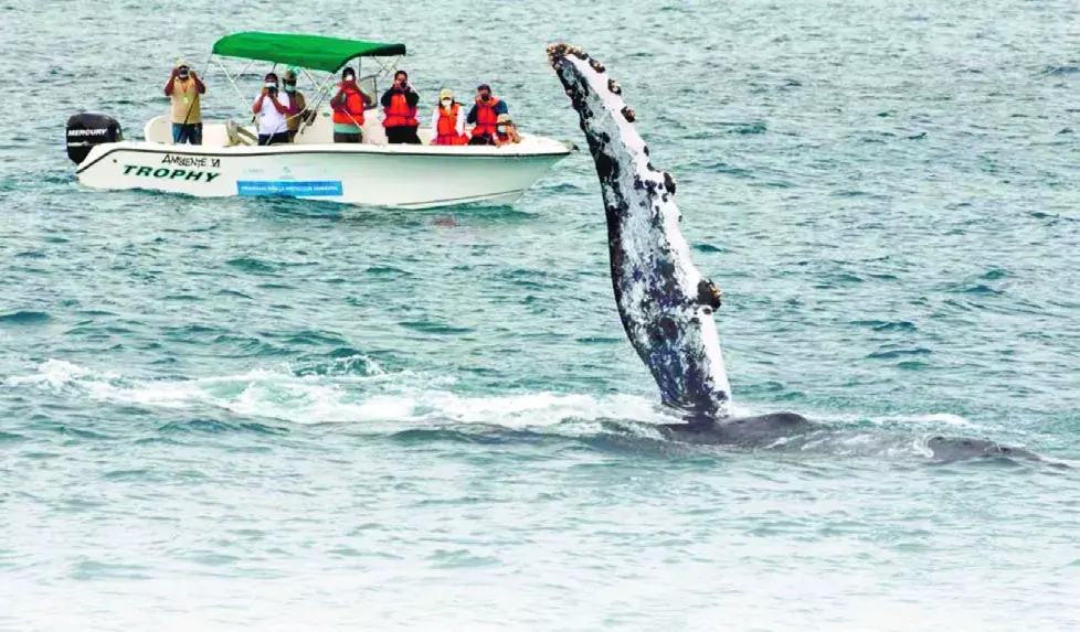 Colas y aletas revelan retorno ballenas a RD