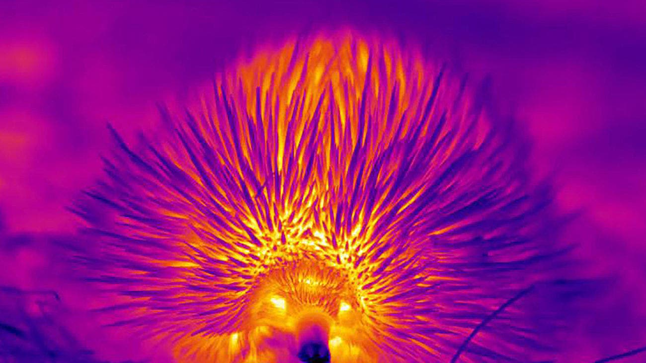 El raro “erizo australiano” que hace pompas para soportar el calor